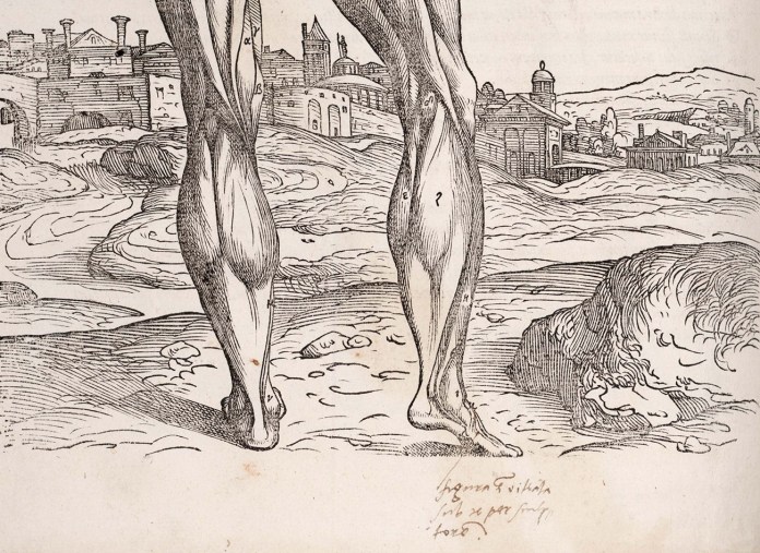 Vesalio e il corpo come metafora